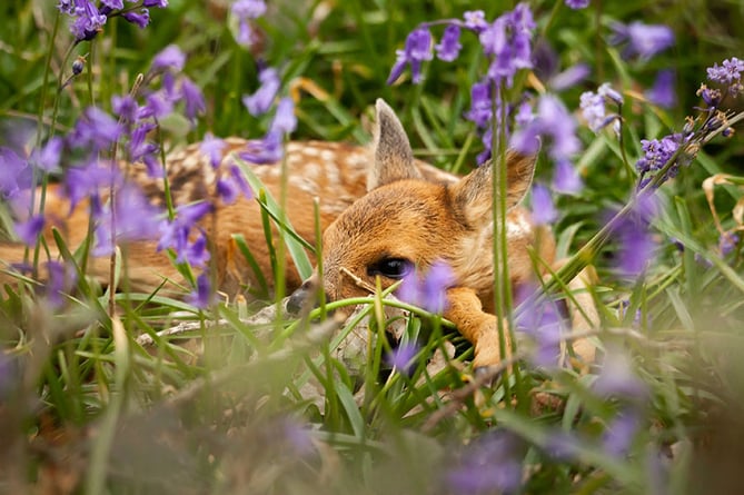 Steer clear of baby deer