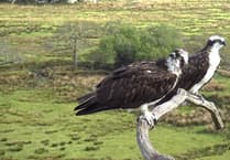 Car charging company links with osprey project