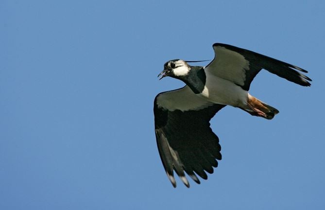 RSPB