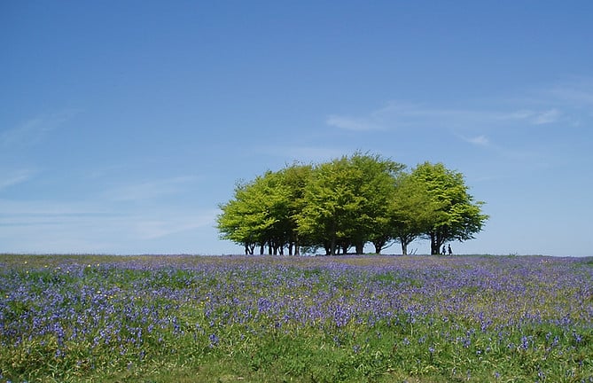 Trees on the Quantocks