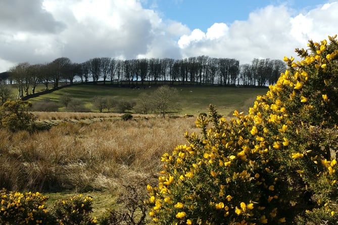 Dartmoor