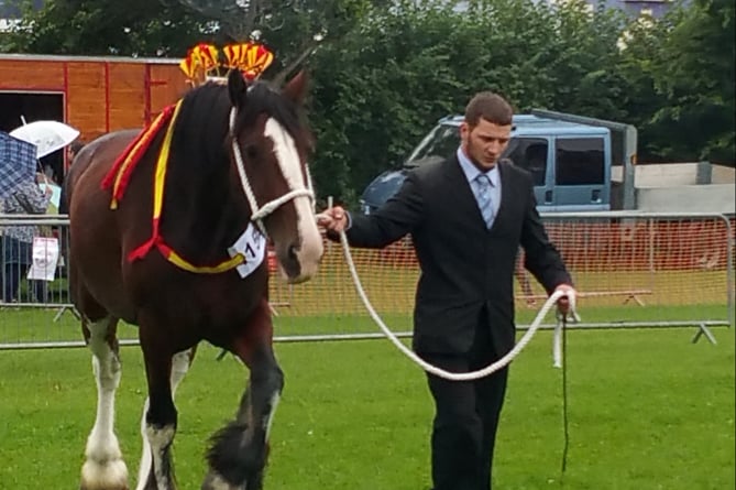 Shire horse Aberaeron