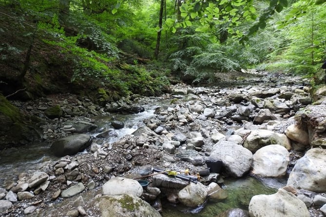 Coed y Brenin forest