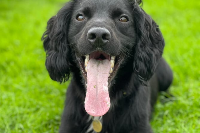 Marshall the spaniel is now thriving as a police dog after his ordeal. Picture: RSPCA Copyright Claire Todd