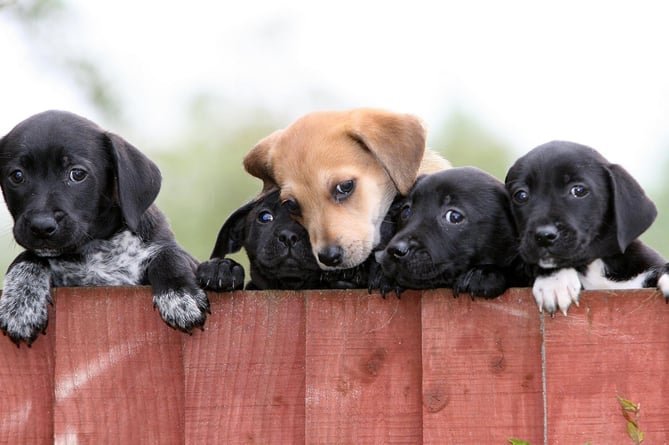 Five of the puppies currently at the Dog's Trust Merseyside Rehoming Centre waiting for new families.