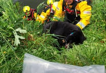 River walk dog rescue met with gratitude