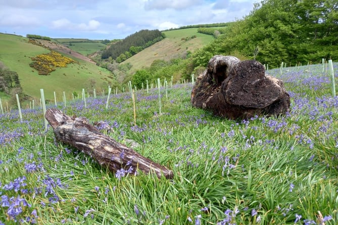 Bluebells on Exmoor