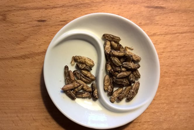 eating bugs