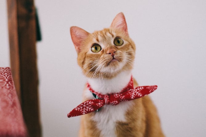 A cat wearing a scarf.