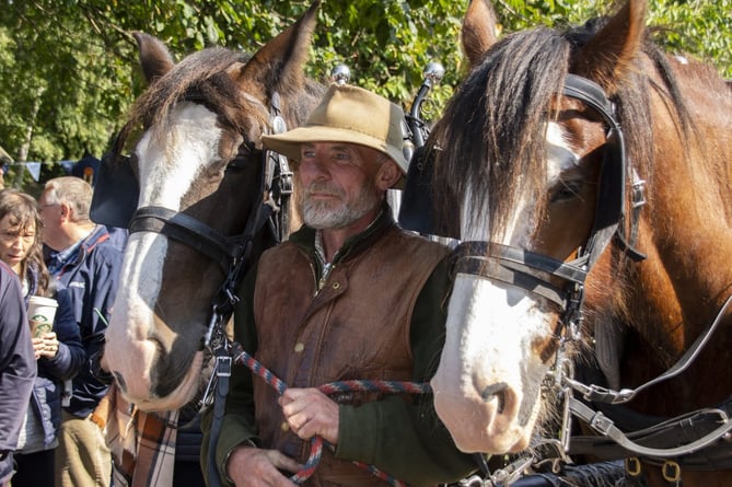 Shire horses