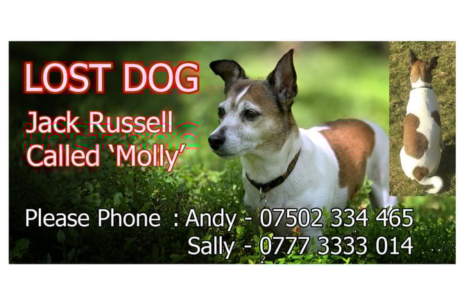 Missing dog poster