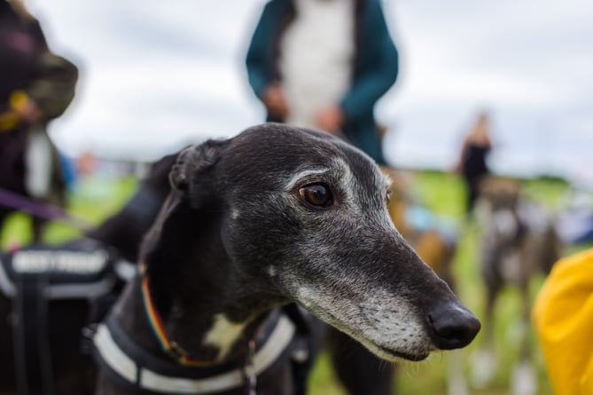 The Rescue of Hector's Greyhound