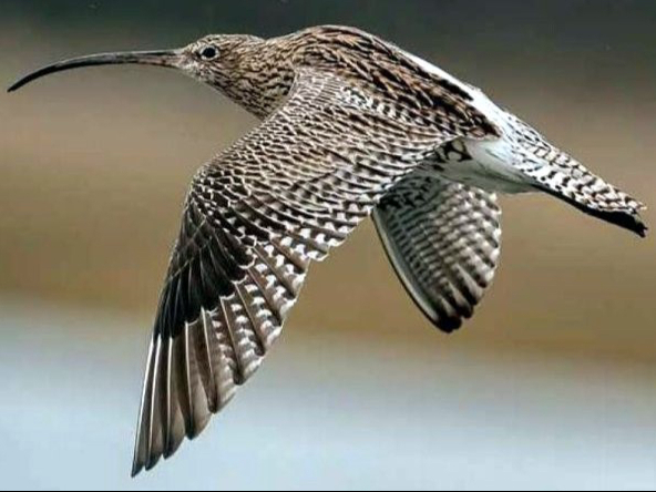 The curlew is one of the birds that calls the grounds home.
