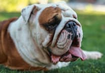 Magistrates agree application to put down two bulldogs 