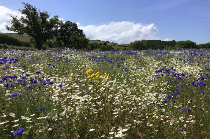 Wildflower meadow