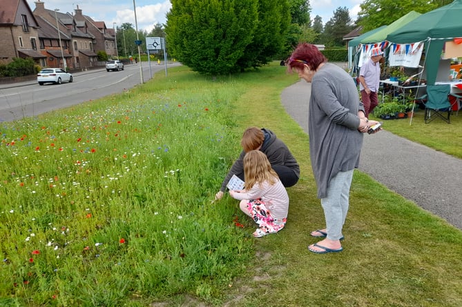 Wildflower spotting in Liphook during the Platinum Jubilee Picnic on the Green.