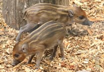 Joy as endangered warty pigs born at Newquay Zoo