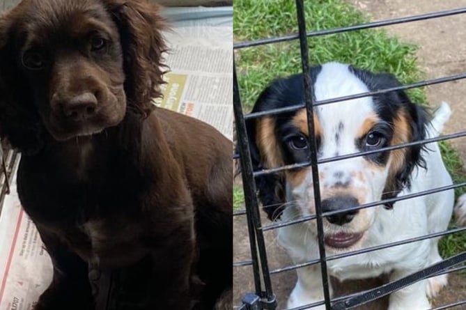 Two cocker spaniel puppies were stolen from an address in Farnham on Sunday, June 19