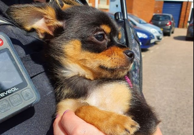 The stolen chihuahua puppy was recovered on Tuesday, June 21