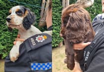 Watch the joyous moment two stolen puppies are reunited with their Farnham owners