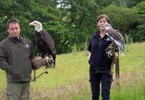 Mid Wales falconry hunts for new home