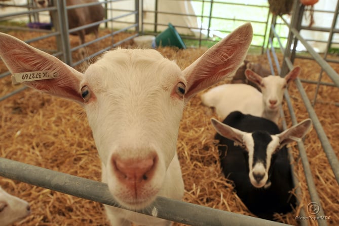 Photo: Steve Pope. MDA290622A_SP026
Devon County Show. Goats
