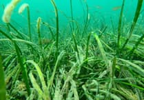 Huge seagrass beds in Cornwall may help tackle climate change