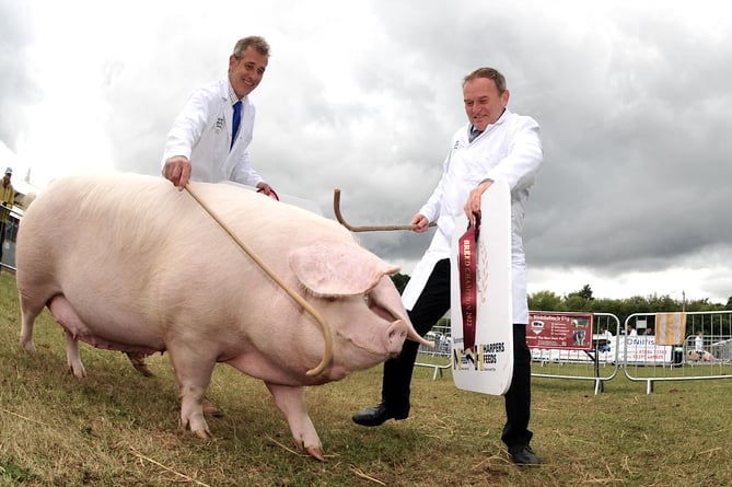 Photo: Steve Pope. MDA300622C_SP013
Devon County Show. This little piggy went....to meet his MP.  George Eustice MP,  Secretary of State for Environment, Food and Rural Affairs tries his hand at pig wrangling with brother Giles