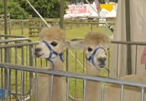 Alpacas aplenty at county show courtesy of Lakemoor 