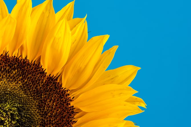 Sunflower / Ukraine emblem