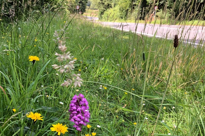 The purple flower is a pyramidal orchid on a verge in Pertuis Avenue, Alton, on June 22nd 2022.