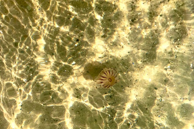 Watch out for these Compass jellyfish when you’re cooling off in the sea, says Angela Evans