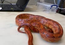 SNAKE’S ALIVE: Heatwave triggers escaping serpents alert from RSPCA