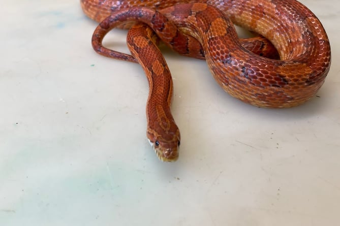 Heatwave triggers escaping snakes alert from RSPCA