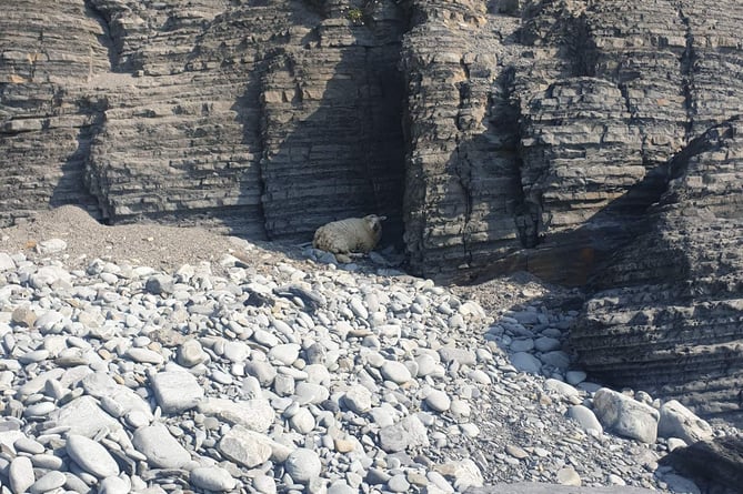 The sheep has been stuck on the beach,  at Seaegull Rock in Llanrhystud, since Saturday