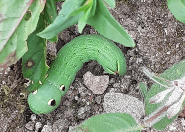 An elephant hawk moth caterpillar.