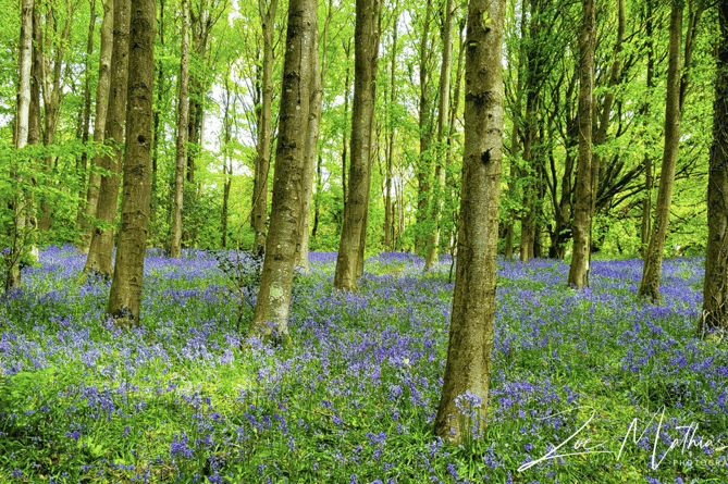 Bluebells