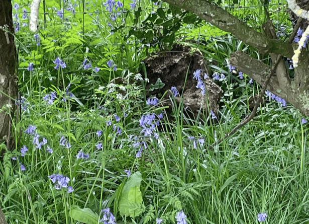 Bluebells