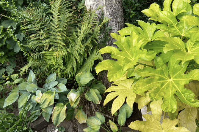 Plants