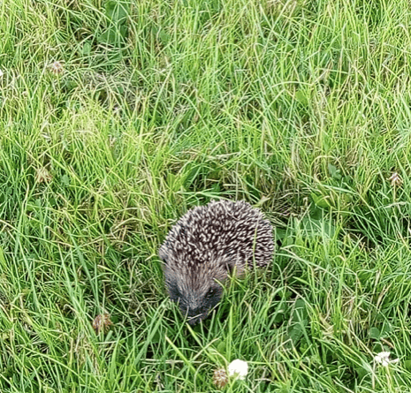 Hedgehog