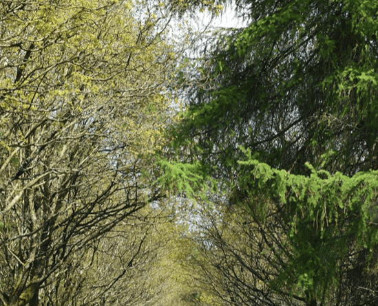 Road
