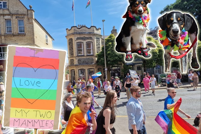 A Pride sign, dogs enjoying Pride and the parade 