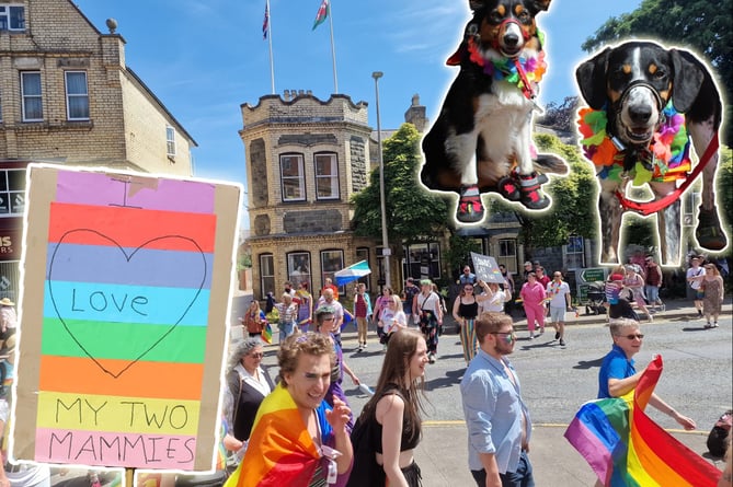 A Pride sign, dogs enjoying Pride and the parade