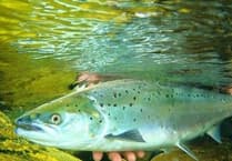 Wye salmon 'saved' by reservoir release