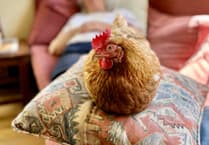 Adopt hens and find your new best friend