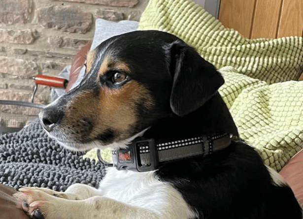 Dog