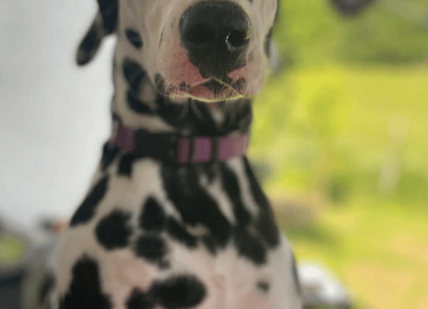 dog