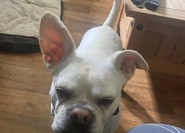 Dog