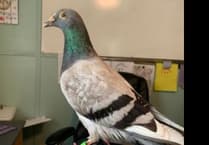 Manx SPCA column: Why we get calls about racing pigeons