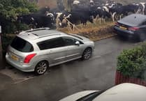 ‘Udder’ Chaos caused by cows moo-ing through a small village 
